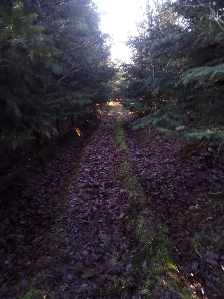 Tapтaлeтки & Ко