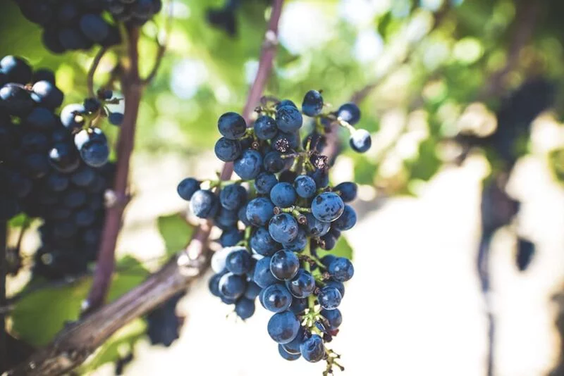 Tesoro Malbec — вино года по версии Sommeliers Choice Awards