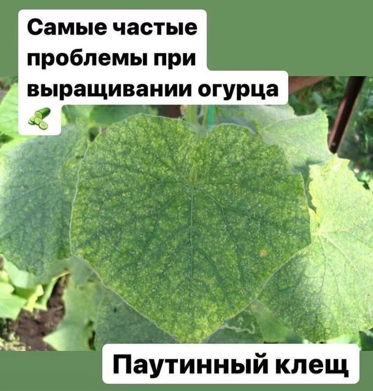 Сажаем, растим, собираем урожай…