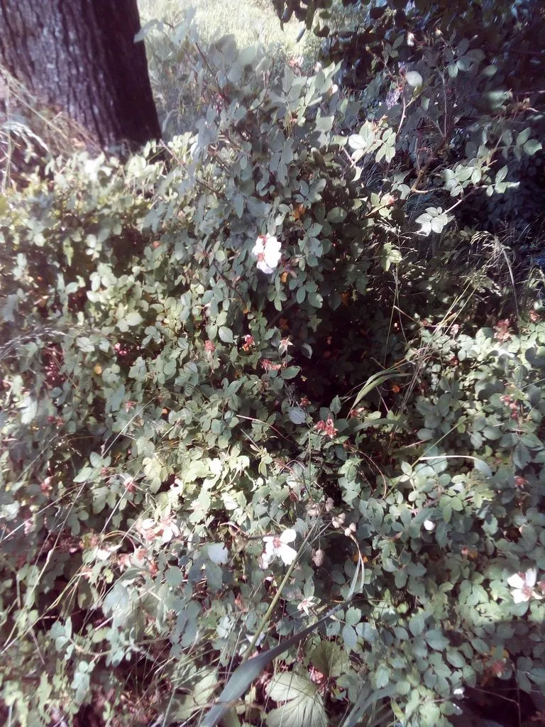 Чайная беседка