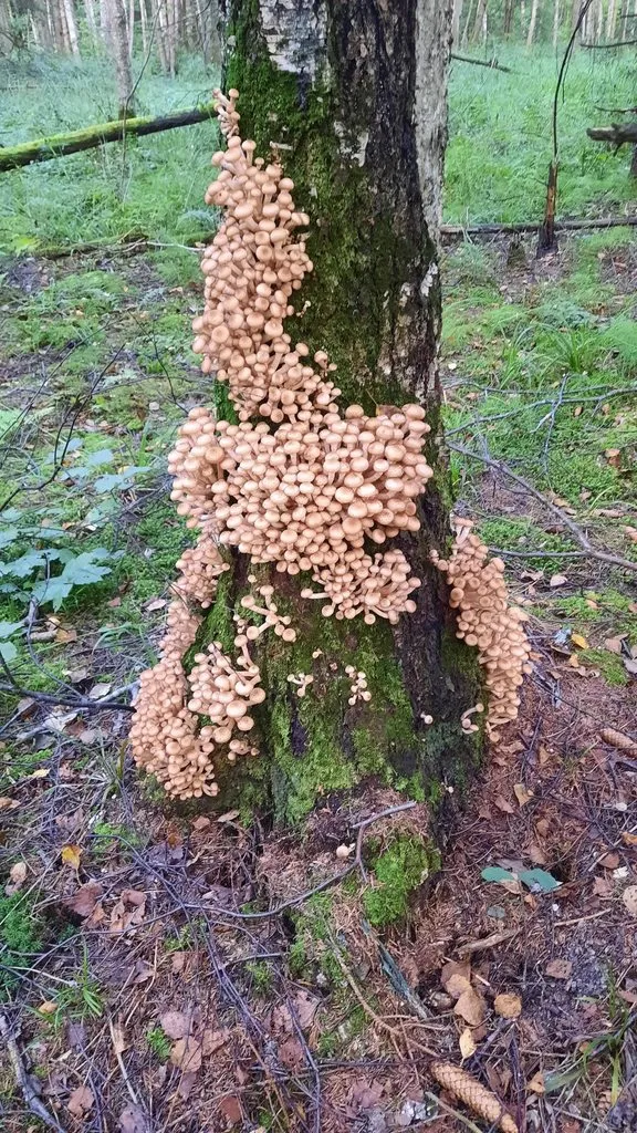 По грибы с лукошком