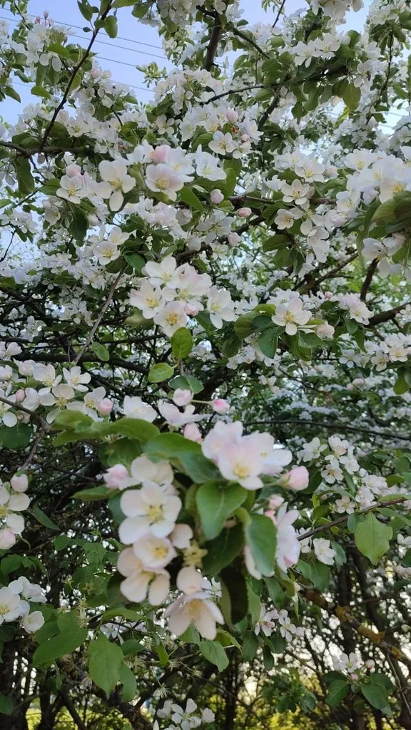 Чайная беседка