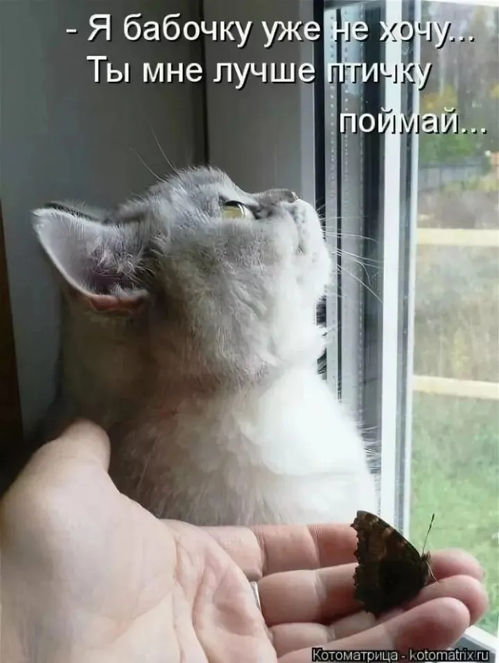 Кошичкина полиция