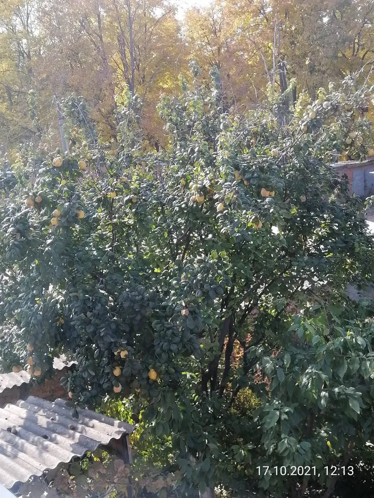 Чайная беседка