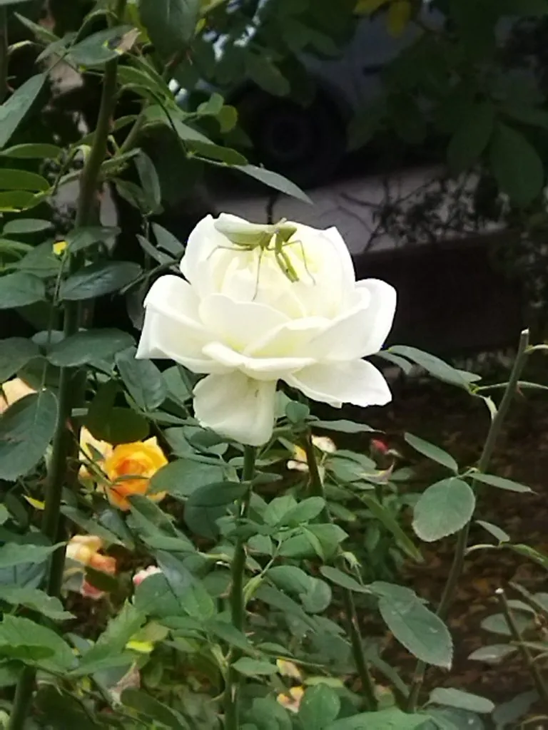 В мире животных