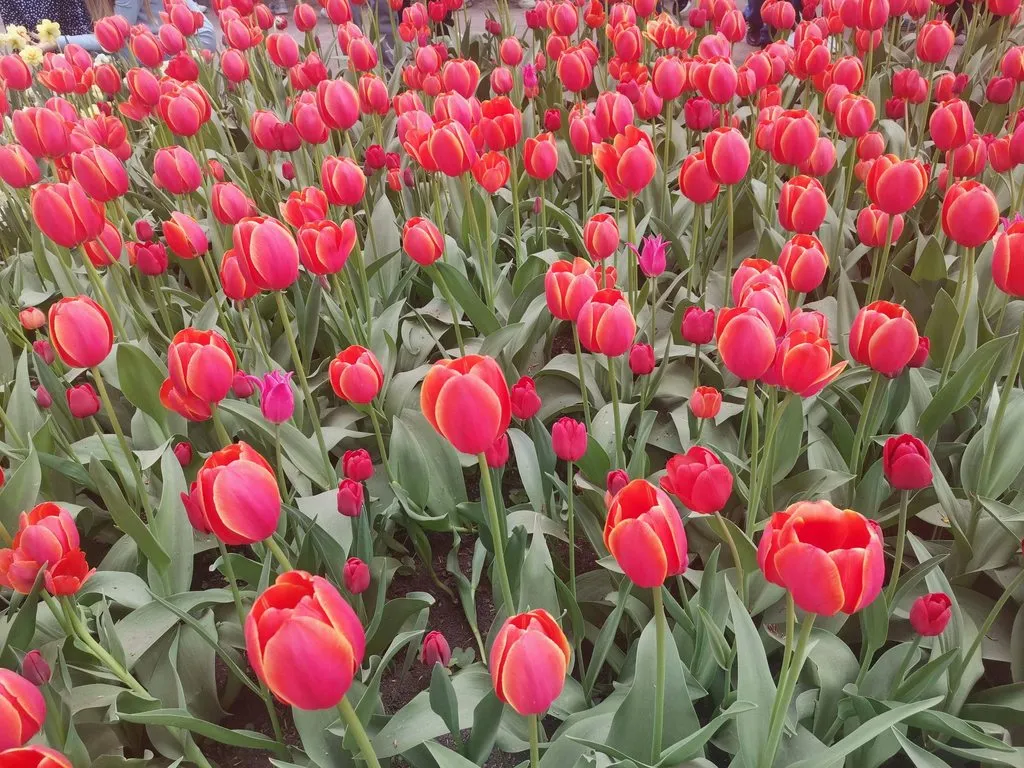 Выходные в Питере, или Куда сходить с друзьями в Санкт-Петербурге