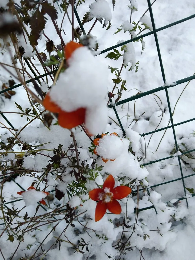 Чайная беседка