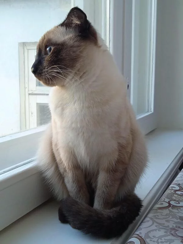 Кто сказал "Мяу"?
