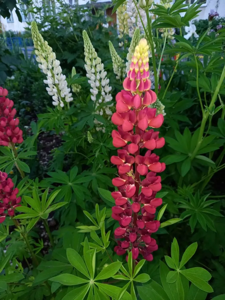 Чайная беседка