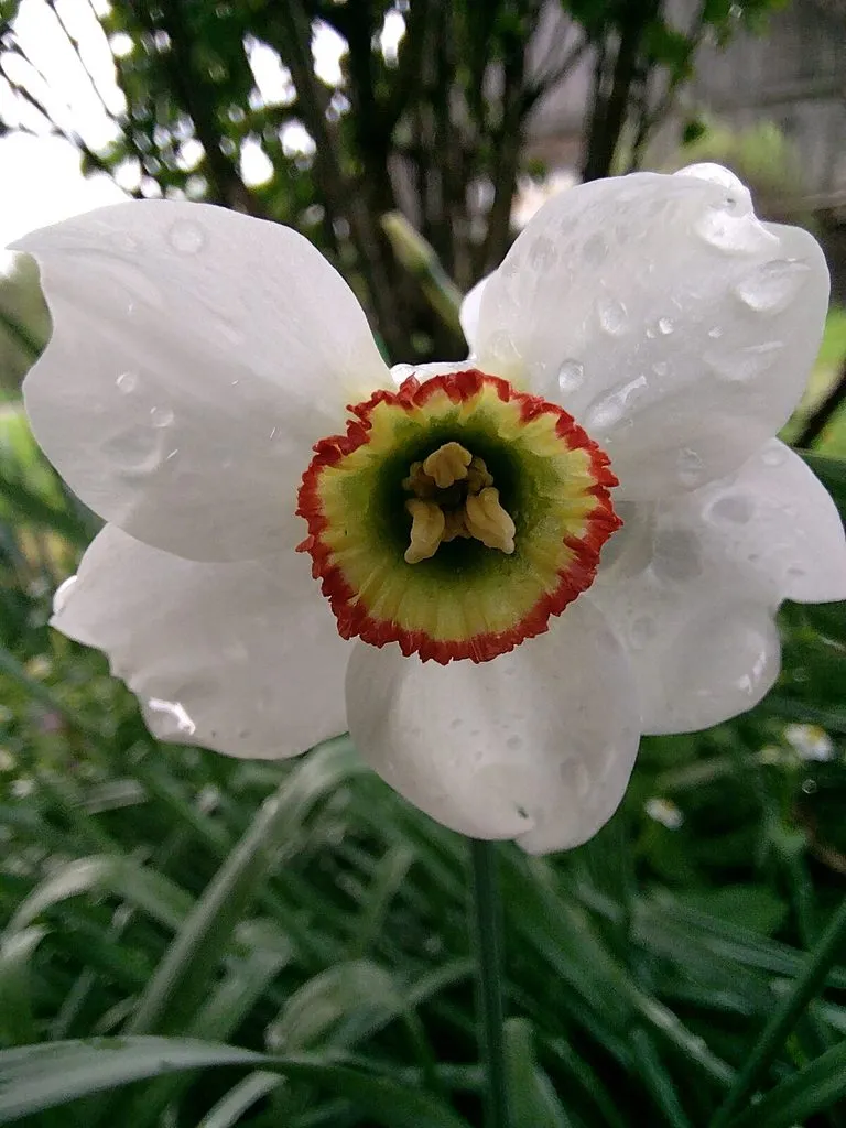 Чайная беседка