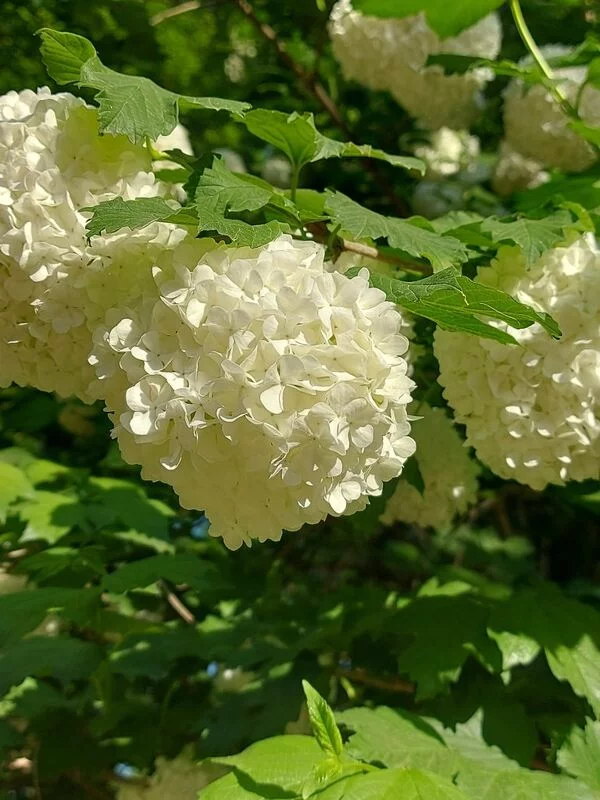 Чайная беседка