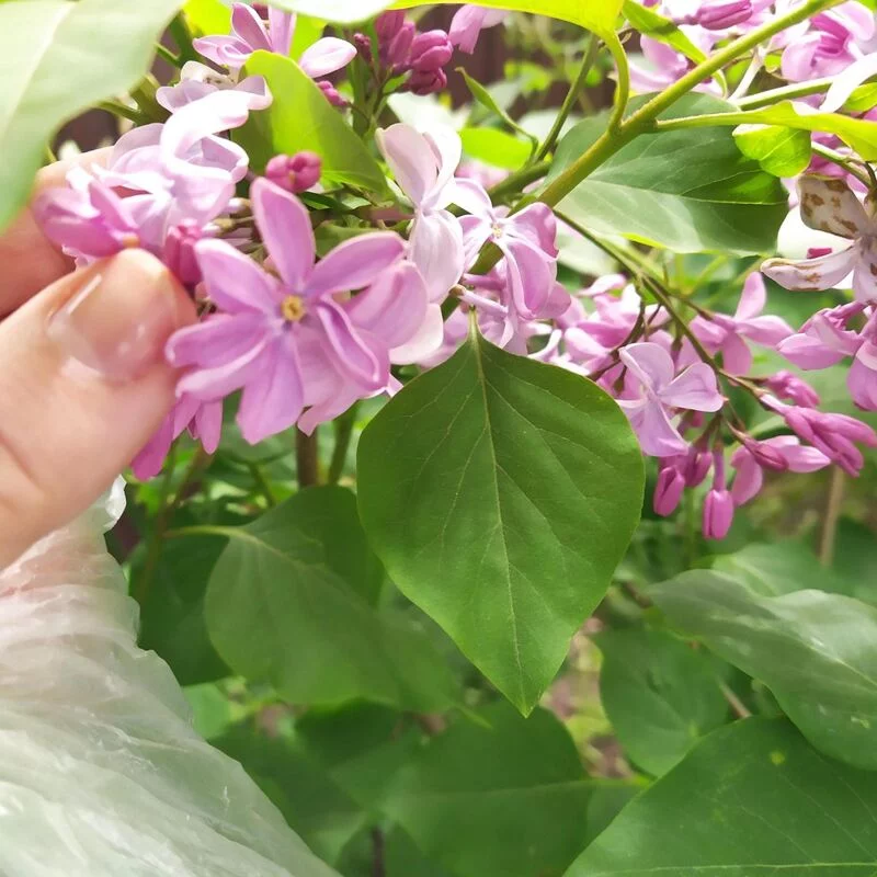 Чайная беседка