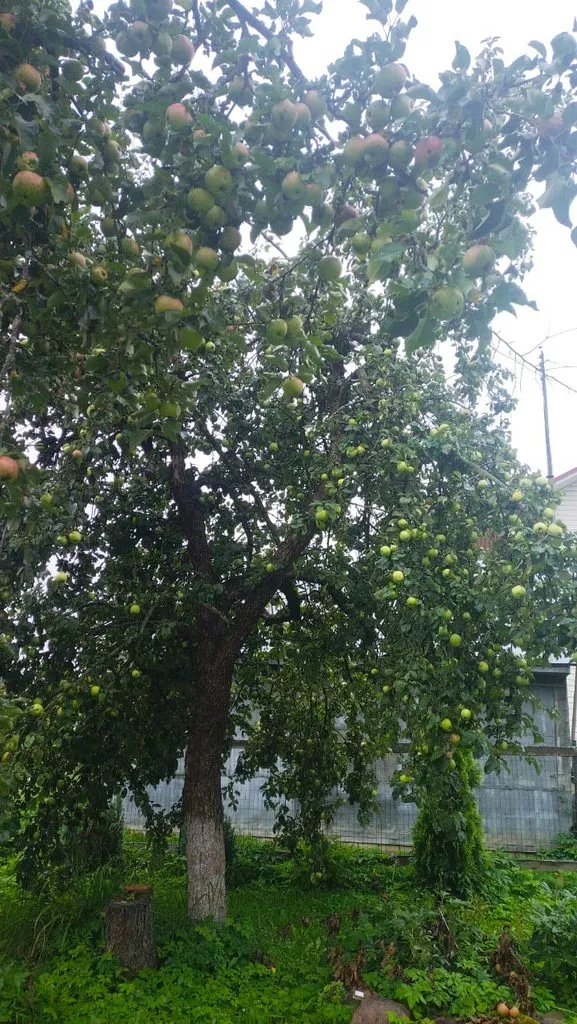 Чайная беседка