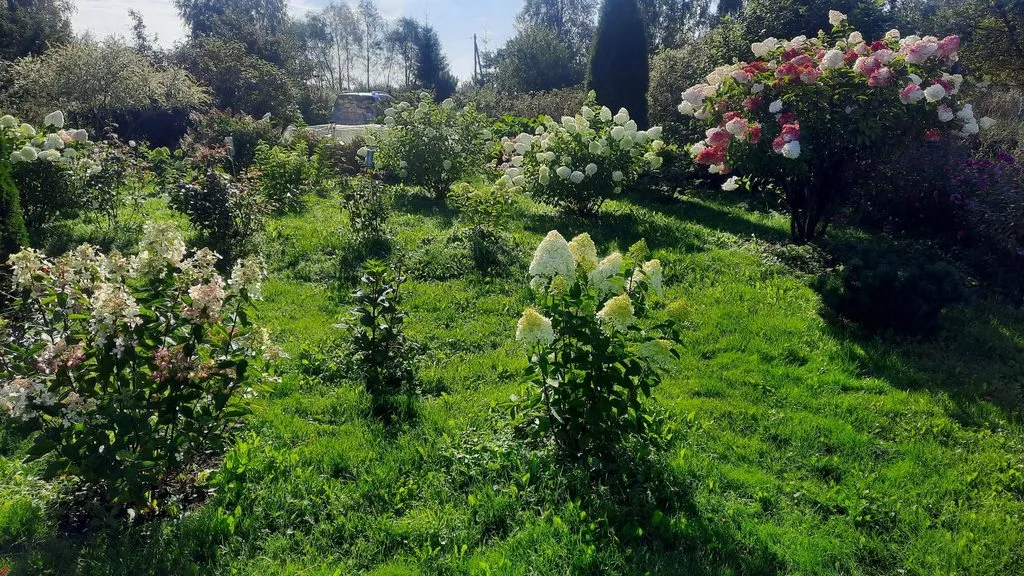 Флора
