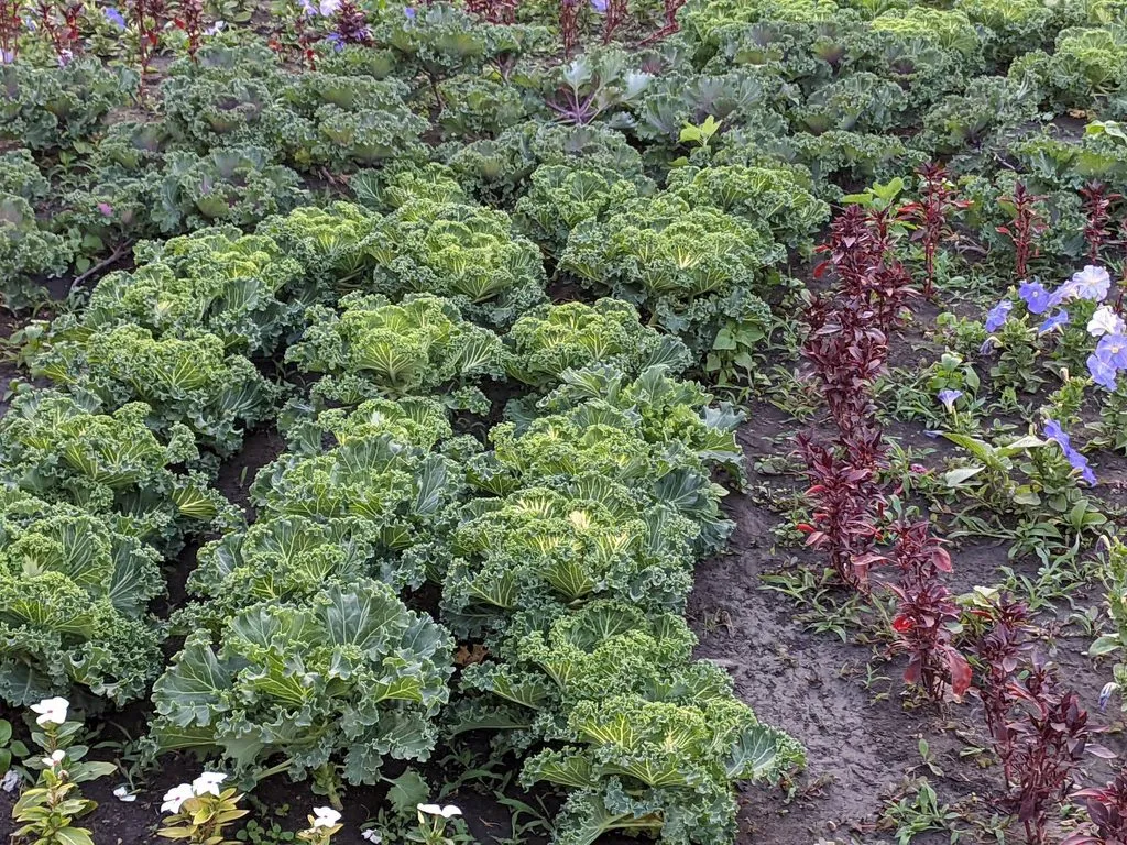 Чайная беседка