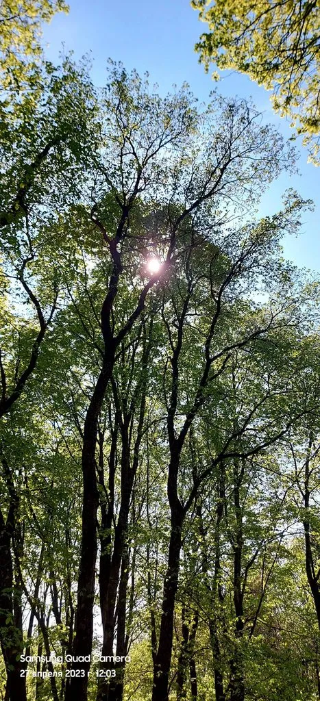 Чайная беседка