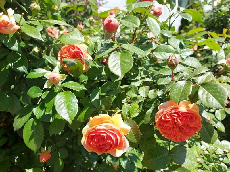 Чайная беседка