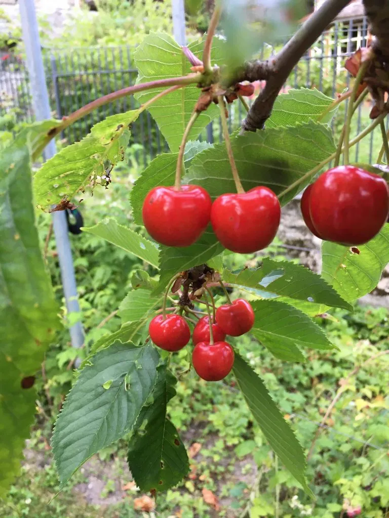 Чайная беседка