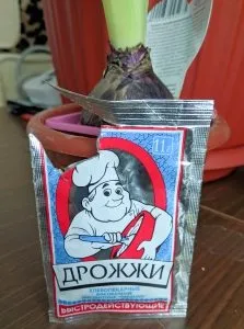 «Вечные дрожжи», картофельно-хмелевые  (Закваска без муки). Рецепты выпечки.