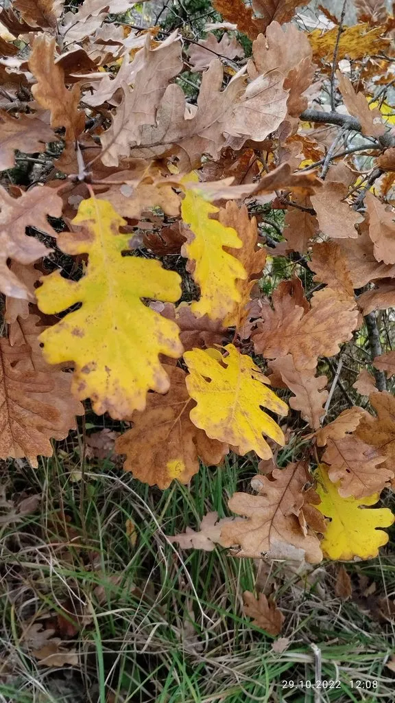 Кафе «У пани Сони»