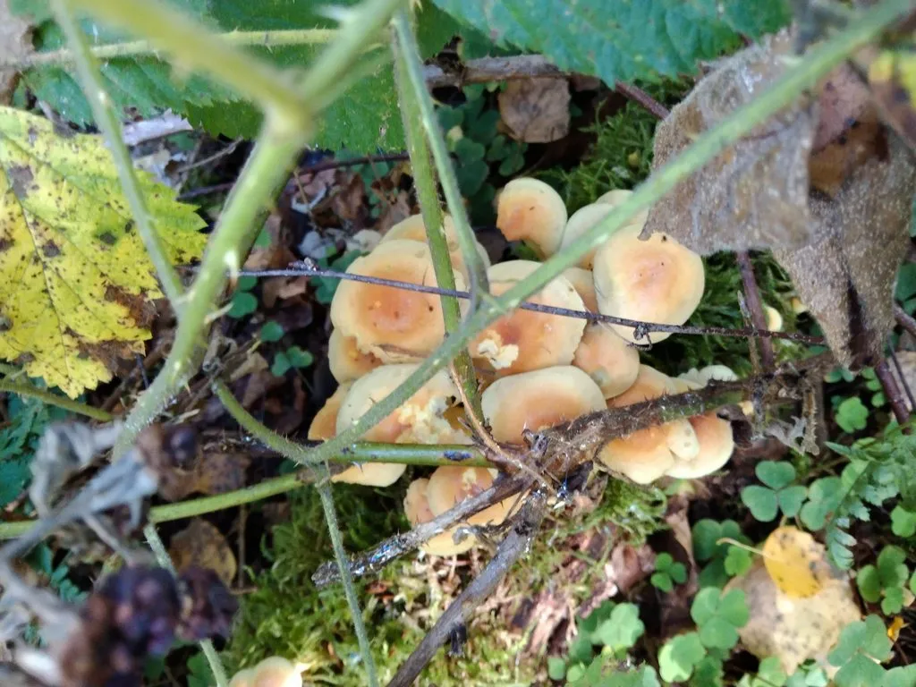 Чайная беседка