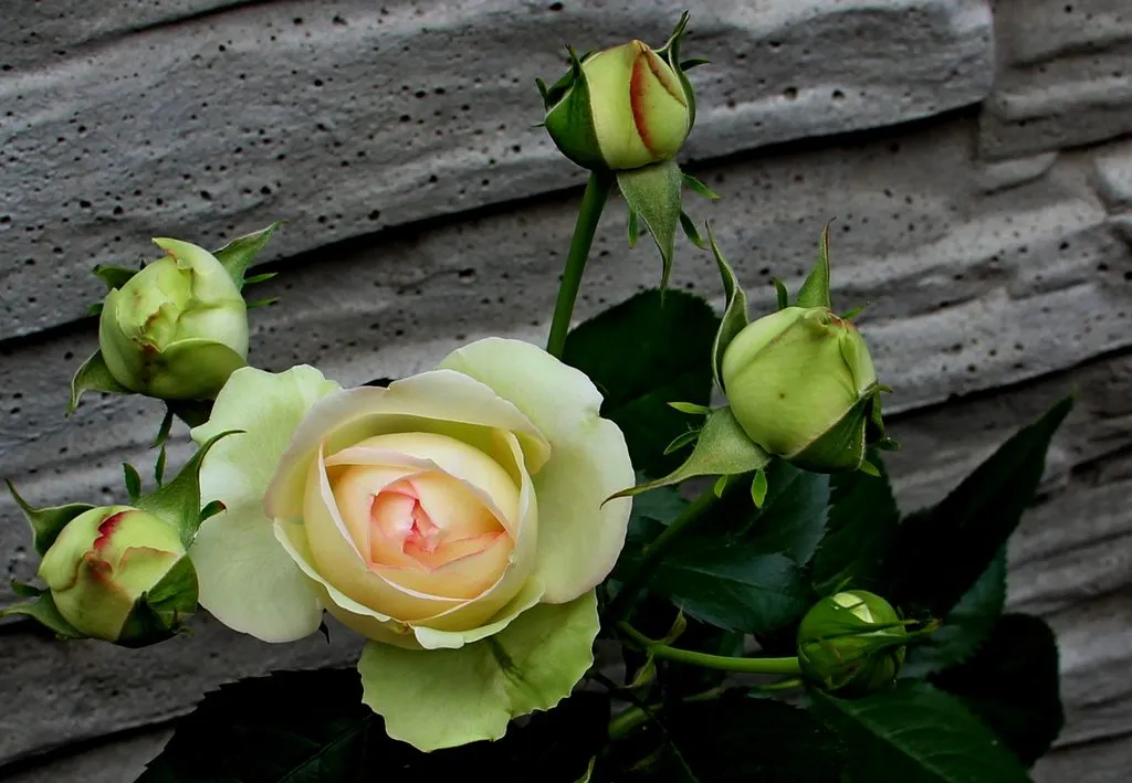 Чайная беседка