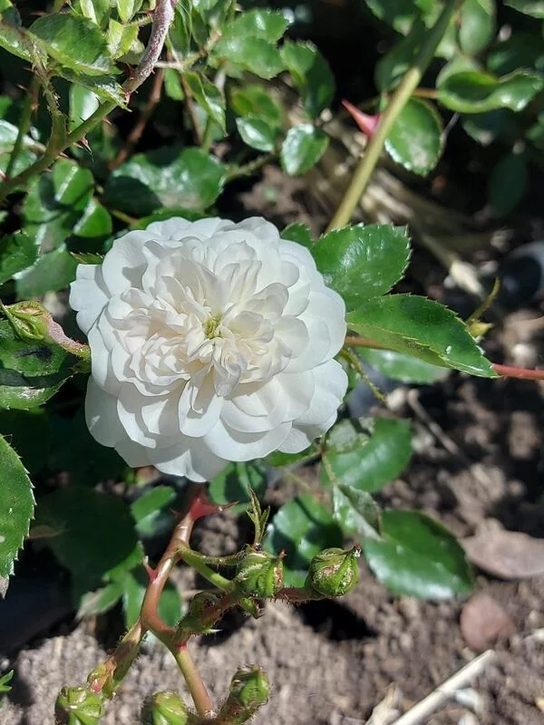 Чайная беседка