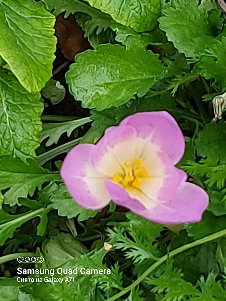 Tapтaлeтки & Ко