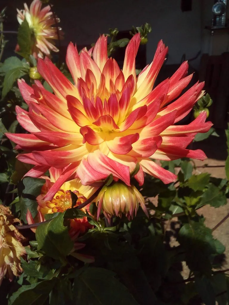 Чайная беседка