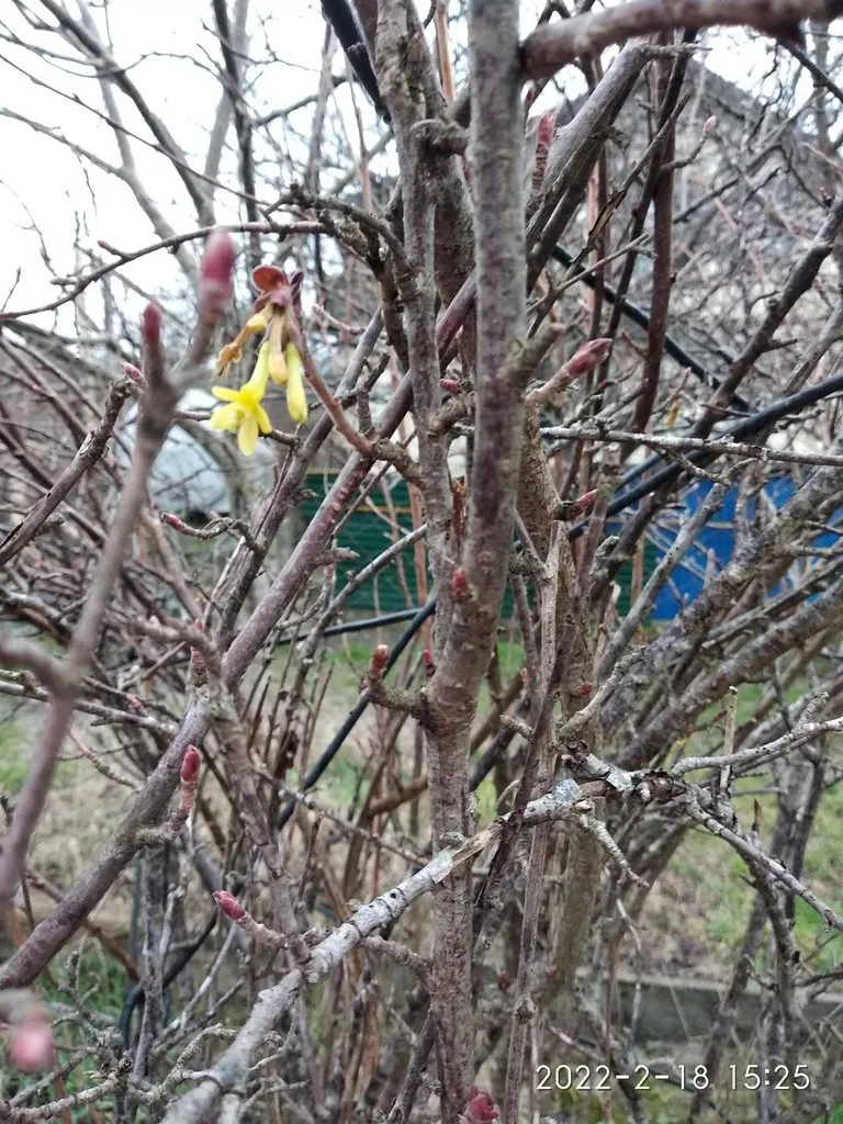 Кафе «У пани Сони»