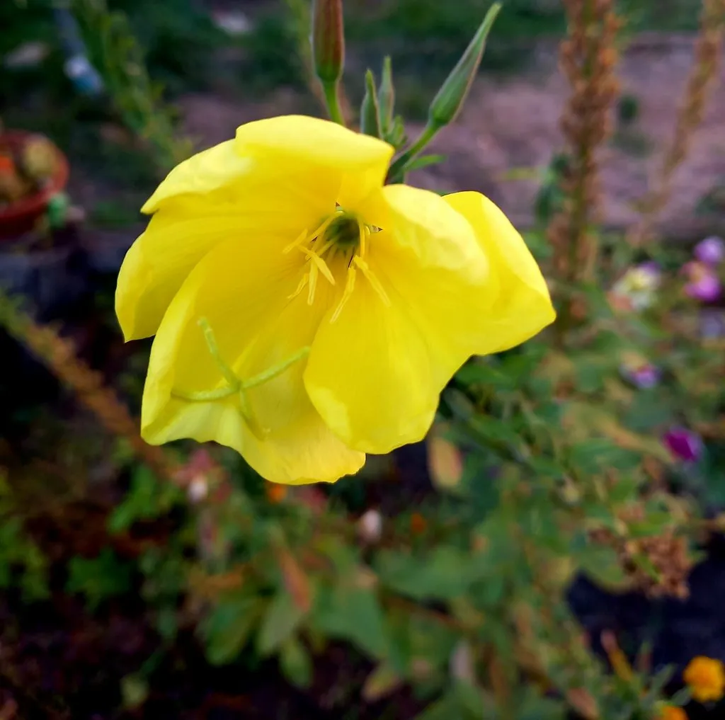 Чайная беседка