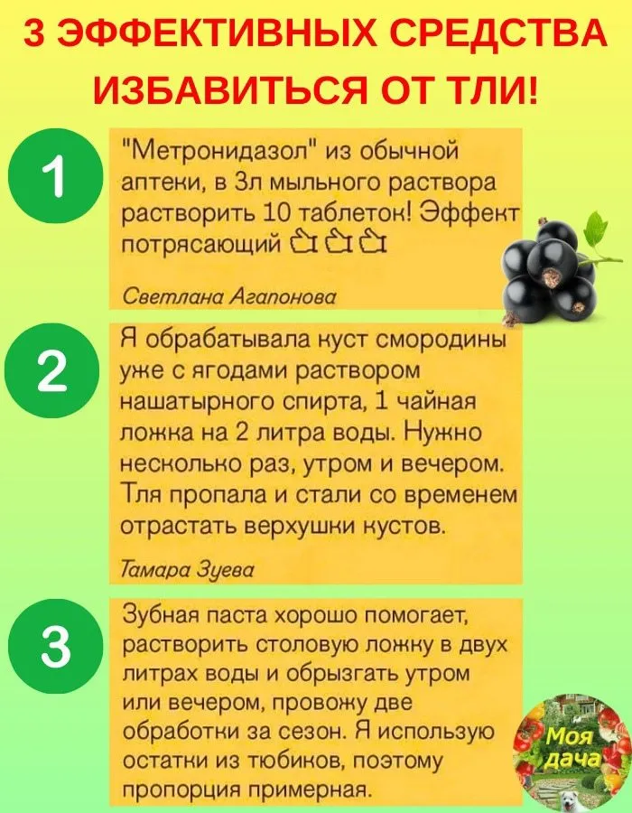 Лютики-цветочки или увлекательное крестьянство