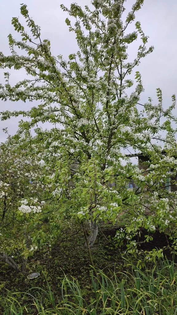 Чайная беседка