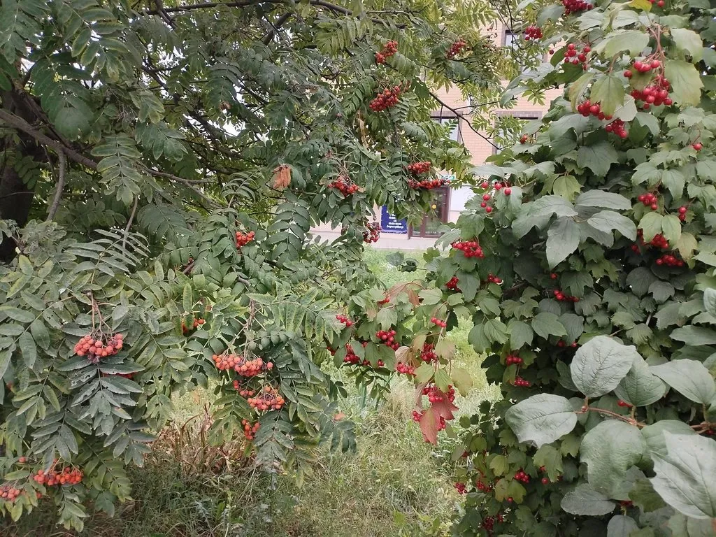 Чайная беседка