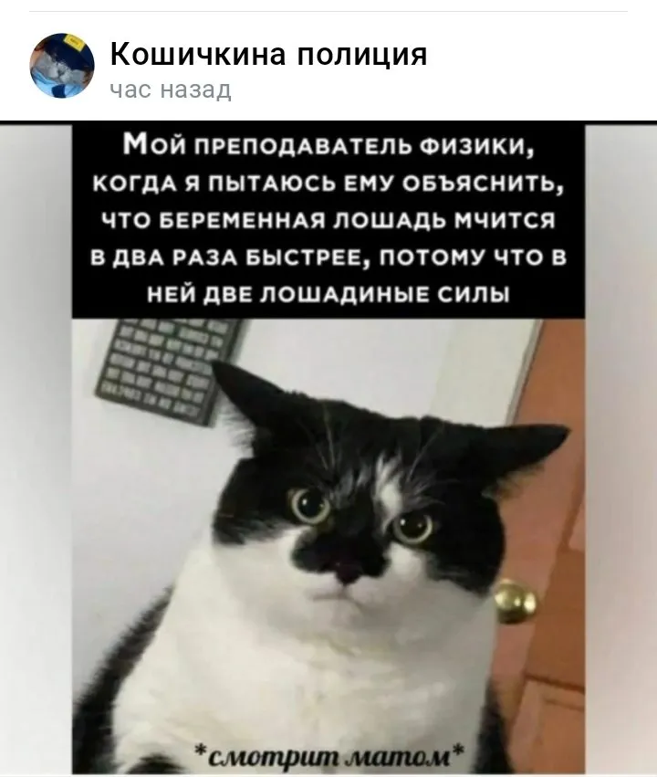 Кошичкина полиция