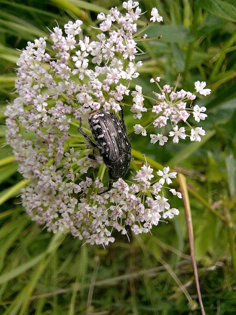 Чайная беседка