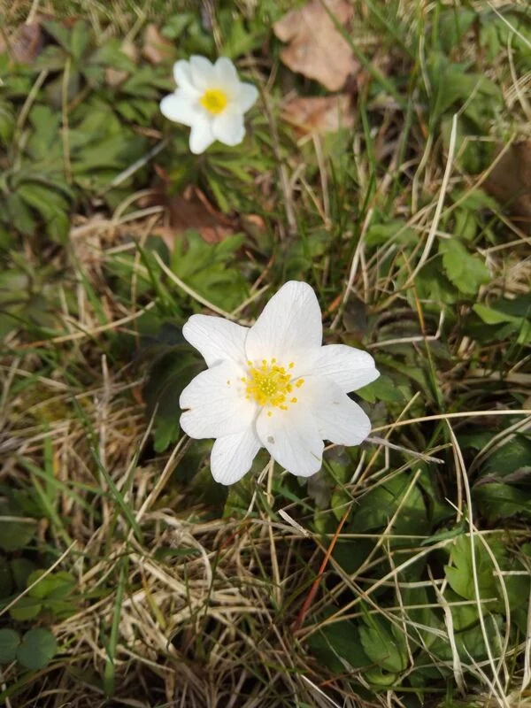 Чайная беседка