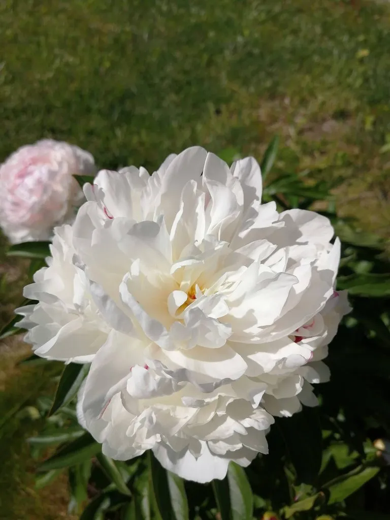 Чайная беседка