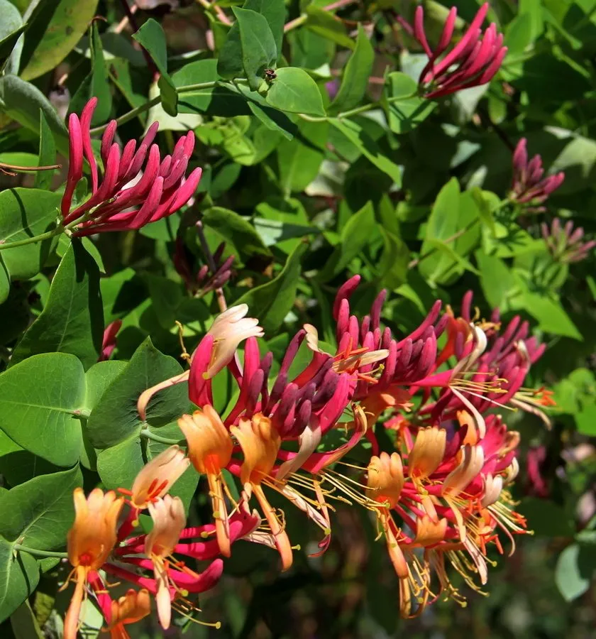 Чайная беседка