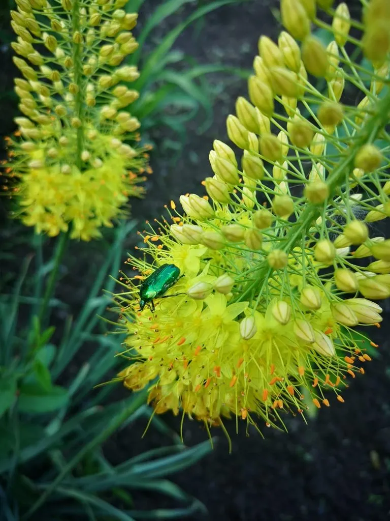 Чайная беседка