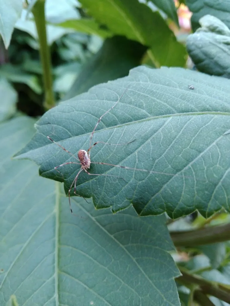 Чайная беседка