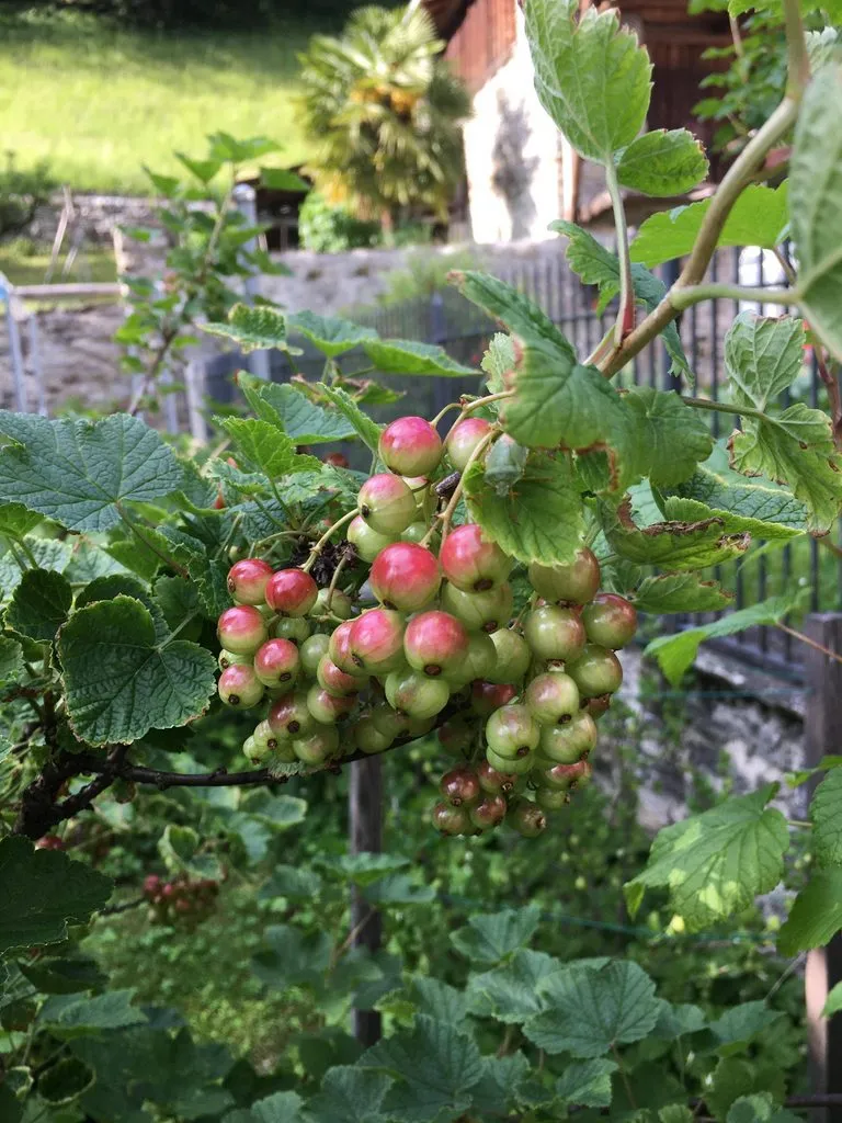 Чайная беседка