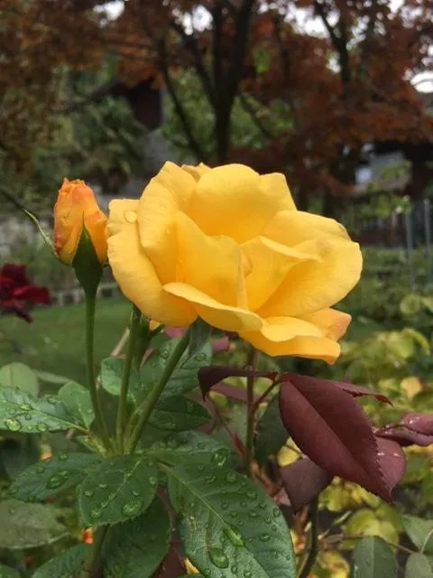 Чайная беседка