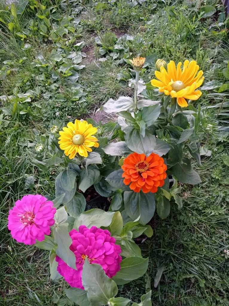 Флора