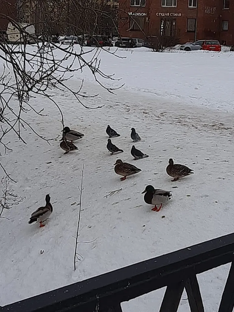 Кафе «У пани Сони»