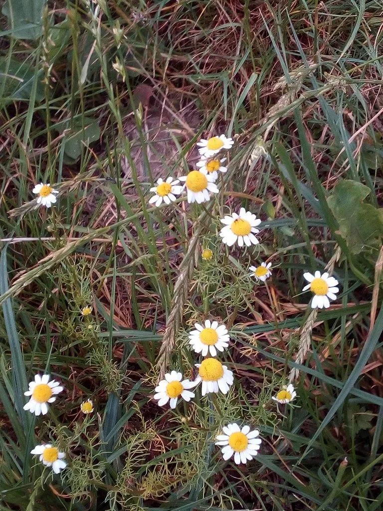 Чайная беседка