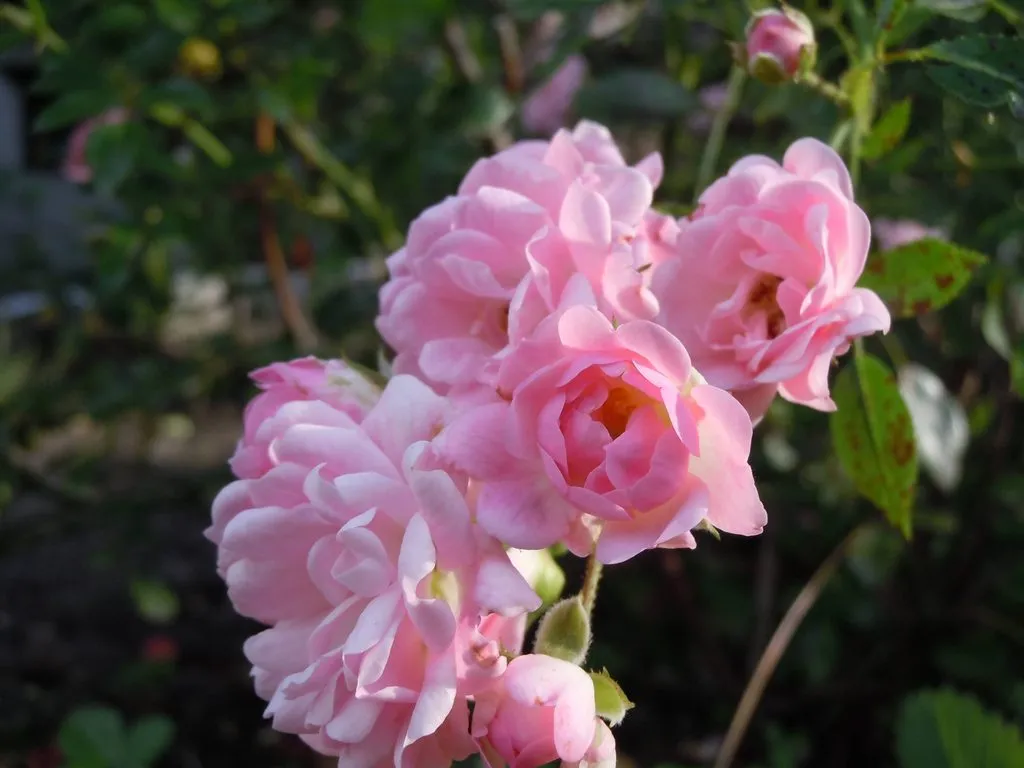 Чайная беседка