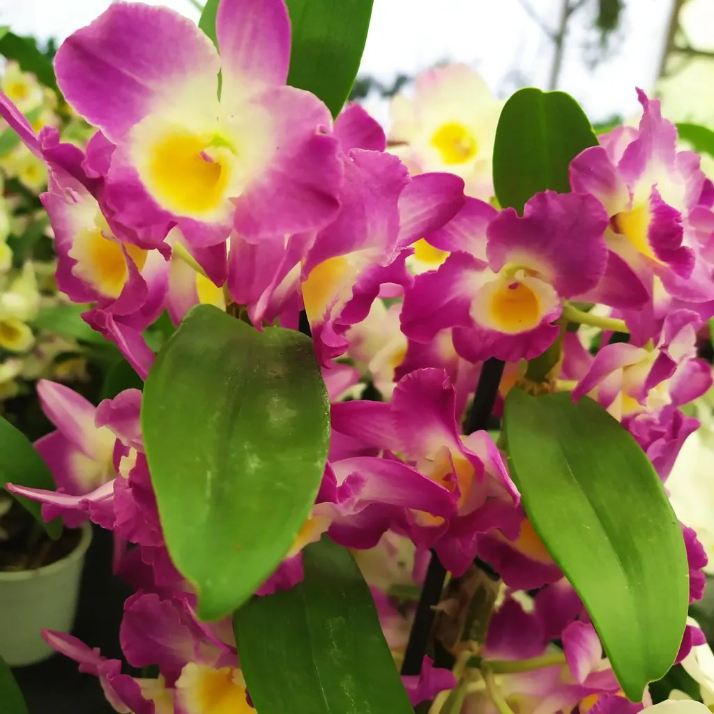 Чайная беседка