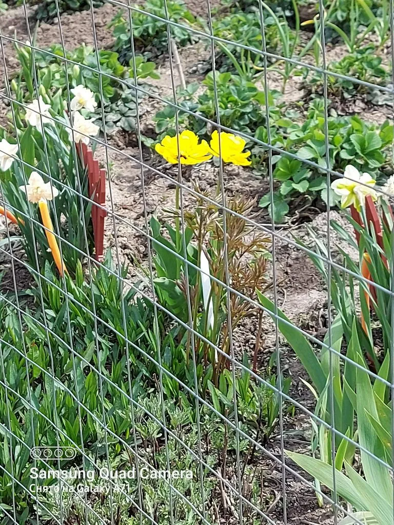 Чайная беседка