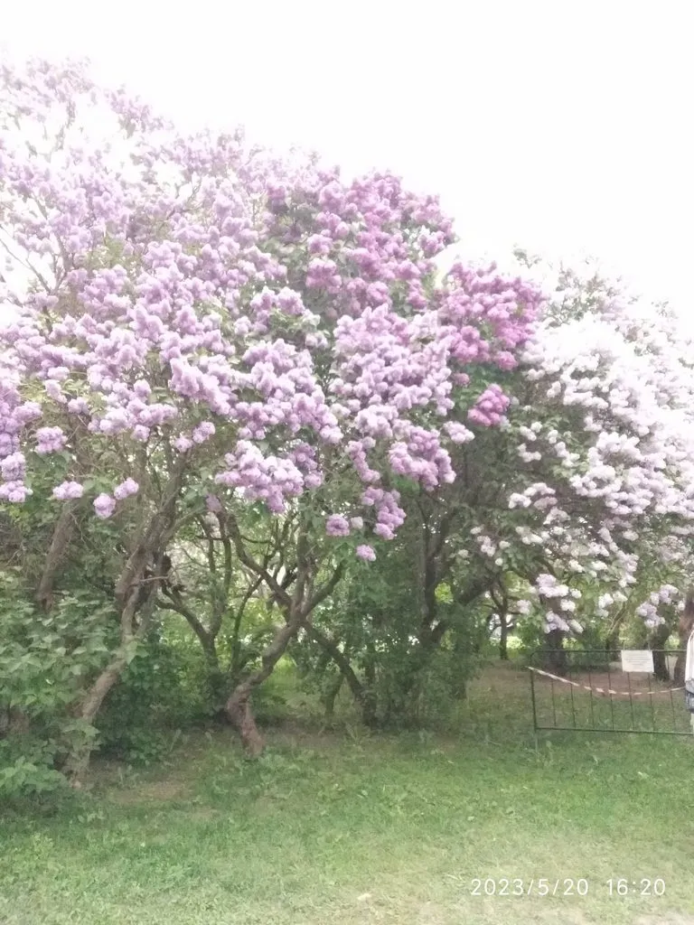 Чайная беседка